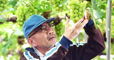 filmoteca junio grapes of joy